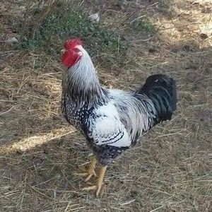 Meet your Posher, Gary